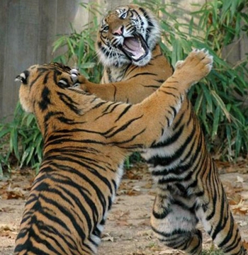 tiger fight